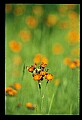 01015-00052-Orange Flowers-Orange Hawkweed.jpg