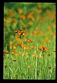 01015-00059-Orange Flowers-Orange Hawkweed.jpg