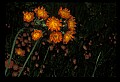 01015-00061-Orange Flowers-Orange Hawkweed.jpg