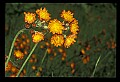 01015-00063-Orange Flowers-Orange Hawkweed.jpg