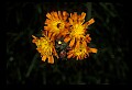 01015-00068-Orange Flowers-Orange Hawkweed.jpg