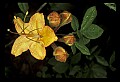 01015-00075-Orange Flowers-Flame Azalea.jpg
