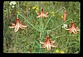 01015-00079-Orange Flowers-Canada Lily.jpg