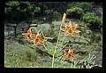 01015-00081-Orange Flowers-Canada Lily.jpg