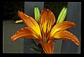 01015-00082-Orange Flowers-Lily.jpg