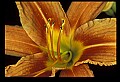 01015-00084-Orange Flowers-Lily.jpg