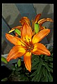 01015-00085-Orange Flowers-Lily.jpg