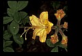 01015-00086-Orange Flowers-Flame Azalea.jpg