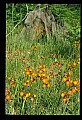 01015-00089-Orange Flowers-Orange Hawkweed.jpg