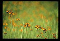 01015-00091-Orange Flowers-Orange Hawkweed.jpg
