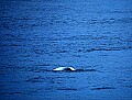 1-6-07-00093 beluga whale.jpg