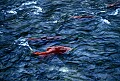 1-6-07-00096 Sockeye Salmon swimming upstream.jpg