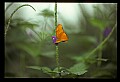 07300-00002-Canada Scenes-Niagara Parks Butterfly Conservatory.jpg