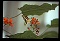 07300-00003-Canada Scenes-Niagara Parks Butterfly Conservatory.jpg