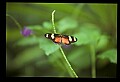 07300-00004-Canada Scenes-Niagara Parks Butterfly Conservatory.jpg