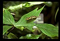 07300-00005-Canada Scenes-Niagara Parks Butterfly Conservatory.jpg