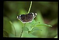 07300-00008-Canada Scenes-Niagara Parks Butterfly Conservatory.jpg