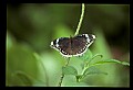 07300-00009-Canada Scenes-Niagara Parks Butterfly Conservatory.jpg