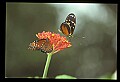 07300-00019-Canada Scenes-Niagara Parks Butterfly Conservatory.jpg