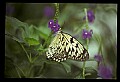 07300-00020-Canada Scenes-Niagara Parks Butterfly Conservatory.jpg