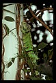 07300-00025-Canada Scenes-Niagara Parks Butterfly Conservatory.jpg