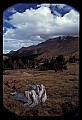 02400-00117-Colorado Scenes-Pikes Peak.jpg