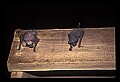 90000-00019 Malaysia-Bats in Wind Cave.jpg