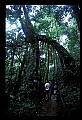 90000-00033 Malaysia-Tree Roots frame a raised boardwalk.jpg