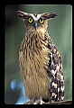 90000-00040 Malaysia-Owl in Mulu National Park Aviary.jpg