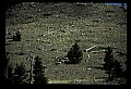 04400-00238-Montana Scenes.jpg