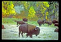 04301-00003-South Dakota State Parks, Buffalo, Custer State Park.jpg