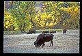 04301-00047-South Dakota State Parks-Buffalo, Custer State Park.jpg