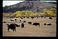 04301-00060-South Dakota State Parks-Buffalo, Custer State Park.jpg