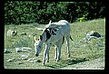 04301-00073-South Dakota State Parks-Wild donkeys at Custer State Park.jpg