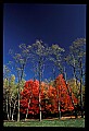 02112-00158-Blackwater Falls State Park.jpg