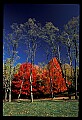 02112-00160-Blackwater Falls State Park.jpg