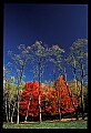 02112-00171-Blackwater Falls State Park.jpg