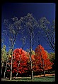 02112-00172-Blackwater Falls State Park.jpg