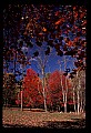 02112-00386-Blackwater Falls State Park.jpg