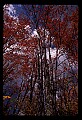 02112-00387-Blackwater Falls State Park.jpg