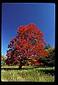 00000-00019-Sugar Maple, WV State Tree.jpg