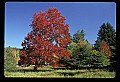 00000-00020-Sugar Maple, WV State Tree.jpg
