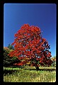 00000-00581-Sugar Maple, WV State Tree.jpg