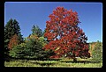 00000-00582-Sugar Maple, WV State Tree.jpg
