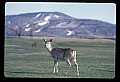 02113-00042-Canaan Valley State Park.jpg