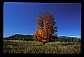 02113-00064-Canaan Valley State Park.jpg