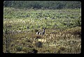 02113-00093-Canaan Valley State Park.jpg