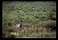 02113-00097-Canaan Valley State Park.jpg