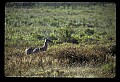 02113-00099-Canaan Valley State Park.jpg