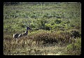 02113-00101-Canaan Valley State Park.jpg